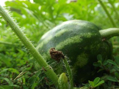 Wassermelone: ​​Anbau im Mittelgürtel unter Beachtung von landwirtschaftlichen Techniken