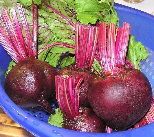 Wie man rote Beete pflanzt: Tipps Garten Gärtner