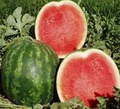 Wie man Wassermelonen im Freiland anbaut, um eine gute Ernte zu erzielen