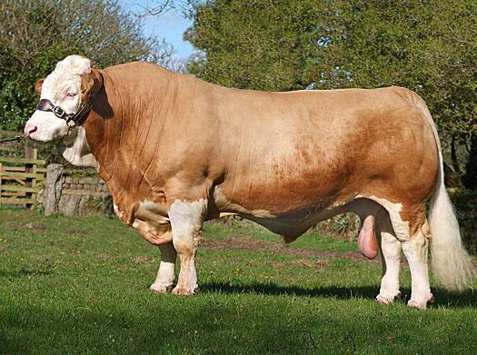 Kühe Simmentaler Rasse - ursprünglich aus der Schweiz