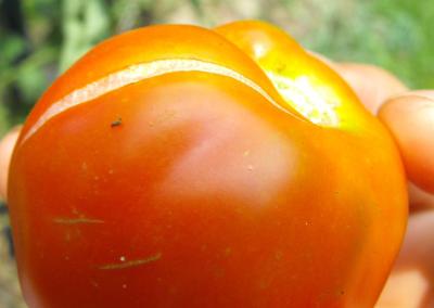 warum Tomaten knacken