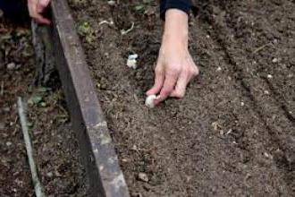 wenn für den Winter Knoblauch zu pflanzen