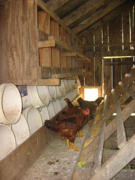 Regeln für Legehennen, oder Warum das Huhn nicht stolpert