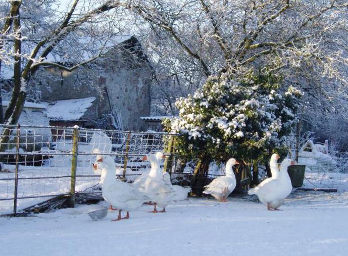 Geflügelhaltung: Gänse im Winter halten