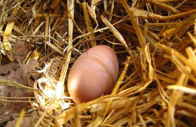 Wie viele Eier pro Tag hat die Henne? Eier von Hühnern. Wie viele Jahre haben Hühner Eier?