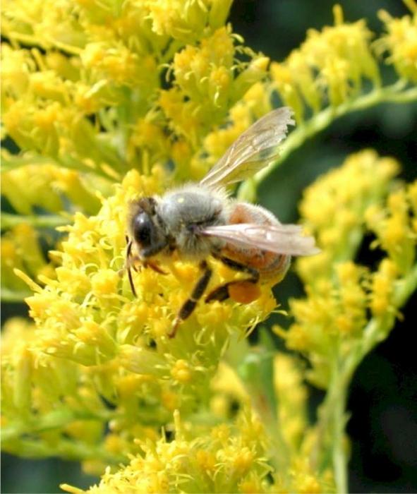 Wie lange lebt die Biene und warum hängt die Länge ihres Lebens davon ab?
