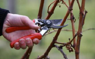 Tipps, wie man Trauben in Sibirien anbaut