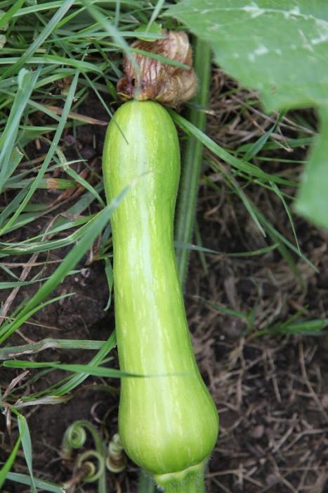 Pflanzende Zucchini auf dem offenen Boden