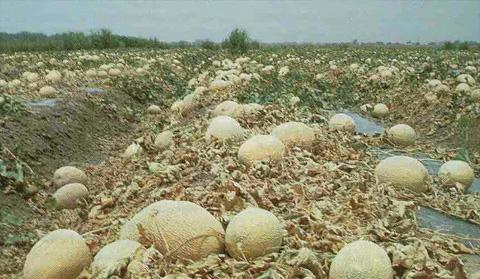 Wachsende Melonen im offenen Boden