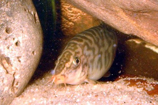 Aquarium Fisch Botsia Marmor: Pflege, Ernährung, Inhalt, Nachbarn