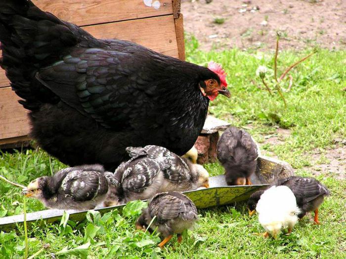 Amrox (Hühner): Beschreibung, Zucht und Pflege (Foto)