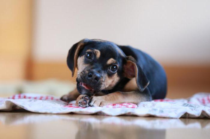 Aszites bei Hunden: Behandlung