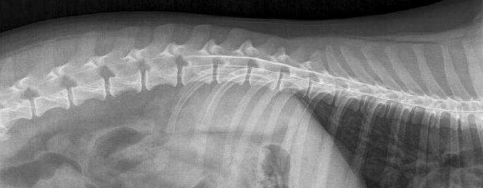Wie und wo man einen Hund röntgen kann?