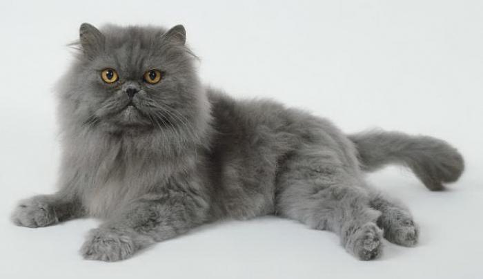 Was sind die Rassen von grauen Katzen?
