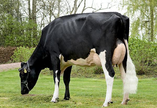 Kühe von Milch züchten Preis