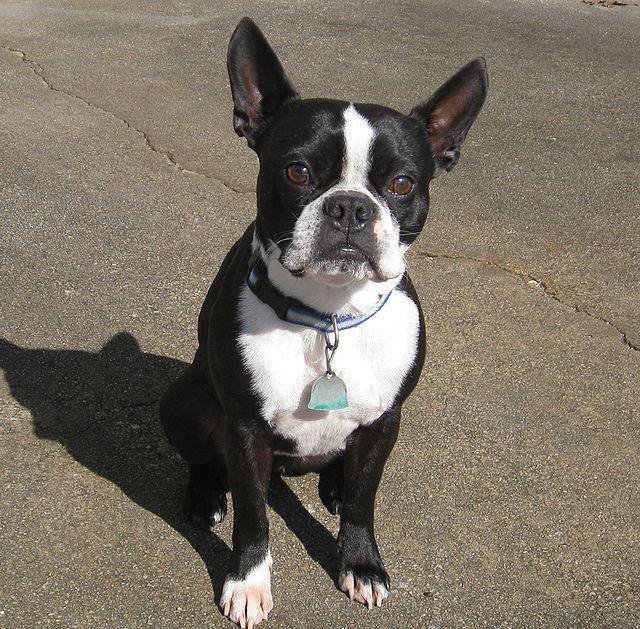 Wer ist ein Boston Terrier?