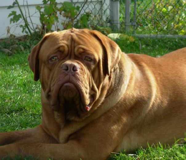 französischer Mastiff