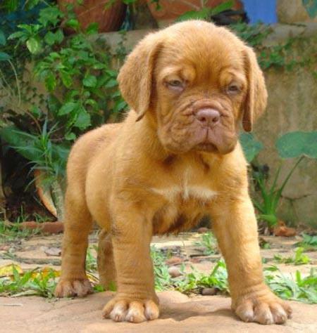 Bordeaux Mastiff