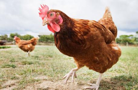 Milchsäure: Gebrauchsanweisung für Kaninchen, Kälber, Vögel