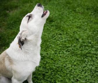 Warum heult der Hund? Was sind die Gründe?