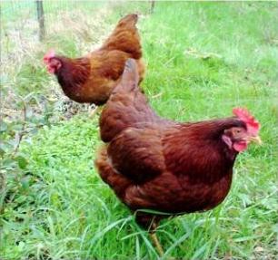 Rasse Rhodonit - Huhn mit hoher Eiproduktion