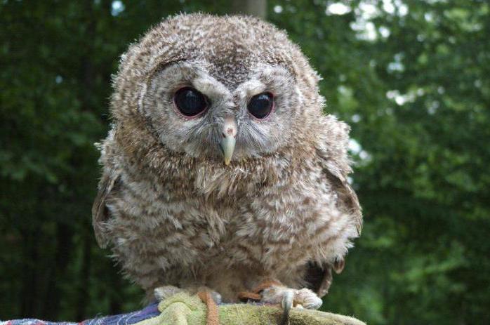 Nest einer Eule (Foto). Wie man einen Suven zu Hause füttert