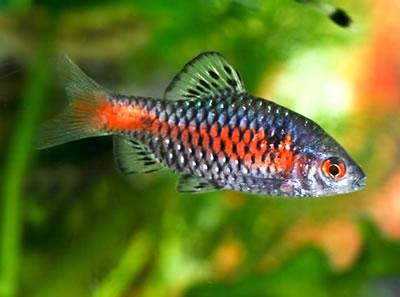 Fisch Widerhaken, Arten, Wartung und Pflege