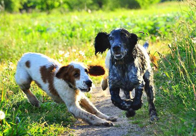 Russischer Spaniel: Merkmale der Rasse, Bewertungen, Beschreibung und Merkmale der Pflege