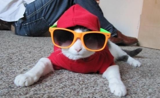 Katze mit Brille und Hut