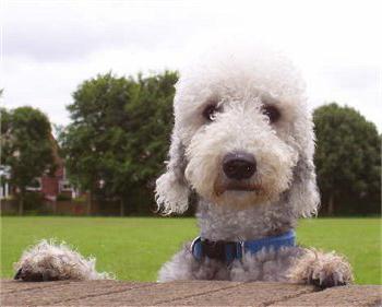 Bedlington Terrier