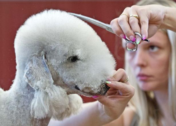 Hund Bedlington Terrier