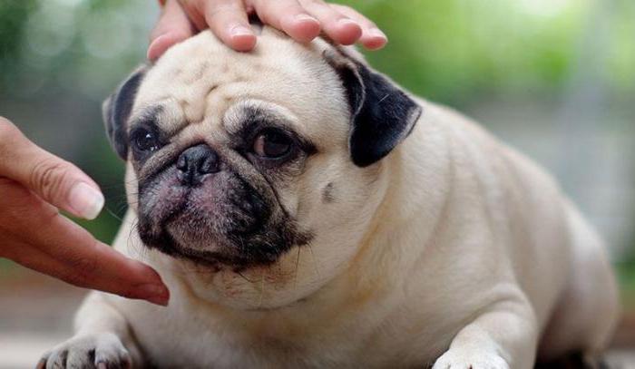 Ein Hund uriniert oft: Ursachen und Behandlung