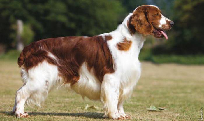 Waliser Springer Spaniel