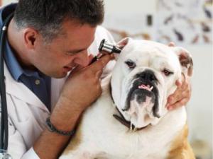 Veterinärklinik von Chabarowsk - rund um die Uhr Hilfe für Haustiere