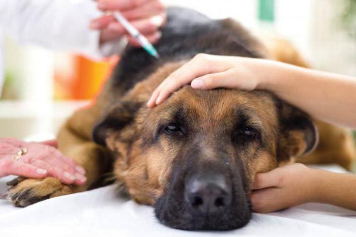 Bauchwassersucht bei Hunden