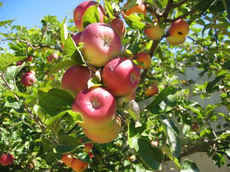 Das Rätsel um den Apfel - für Kinder und ihre Eltern