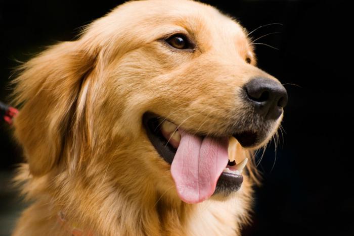 Goldener Apportierhund. Welpen eines Golden Retrievers. Golden Retriever - Bewertungen, Fotos