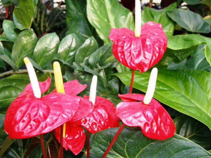 Spathiphyllum und Anthurium zusammen