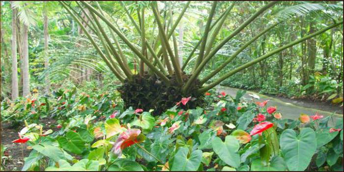 Anthurium Sherzer