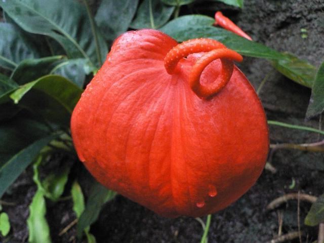 Anthurium Sherzer Mix Hauspflege