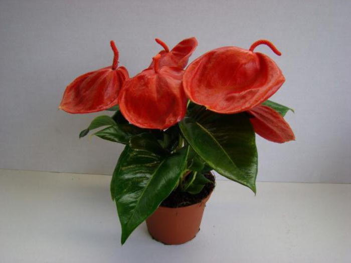 Anthurium Sherzer Blume