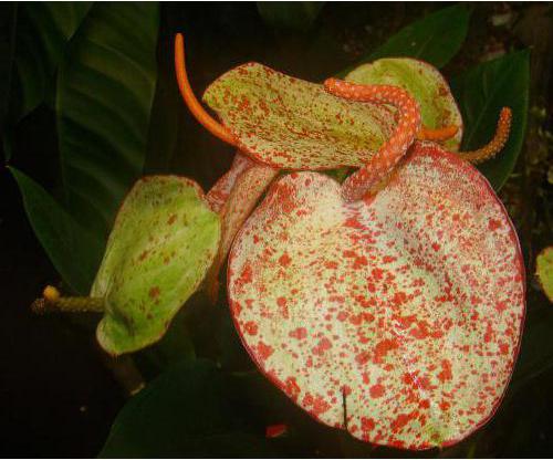 Anthurium Scherzer: Hauspflege, Beschreibung, Reproduktion und Bewertungen