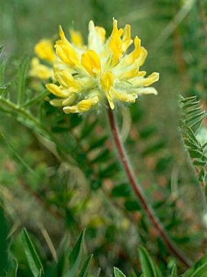 Astragalus Wollblume: medizinische Eigenschaften und wächst auf dem Gartengrundstück