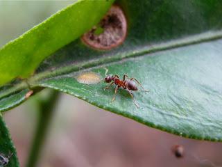 Der Kampf mit den Ameisen im Garten oder wie man ungebetene Gäste loswird