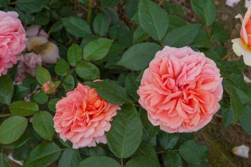 Chippendale Rose