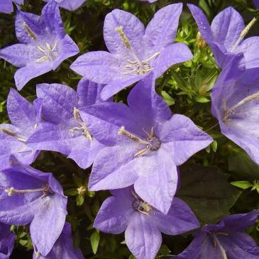 Blumenglocken - die schönsten Pflanzen der russischen Flora