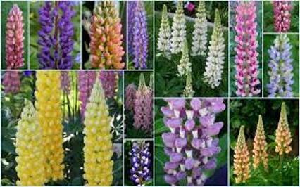 Lupine Blumen