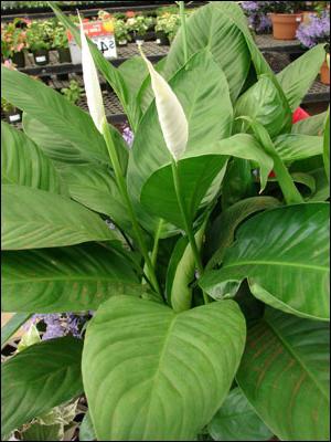 Blumen Spathiphyllum - 