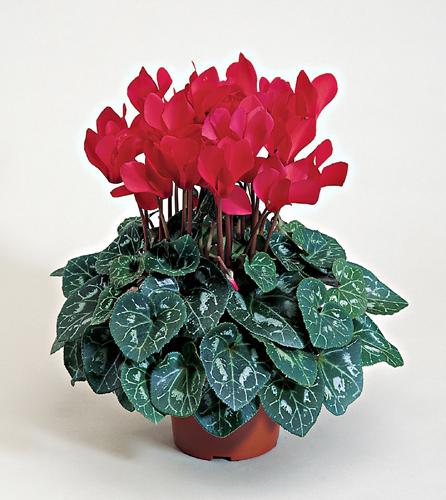Cyclamen Blume - ein originelles Geschenk für Silvester