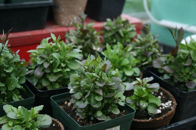 Eine Zierpflanze für Ihren Garten ist Lobelia. Pflanzen und Pflege